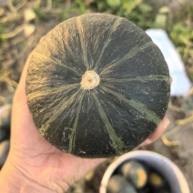 贝贝南瓜