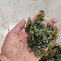 地皮菜