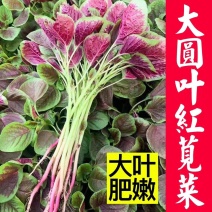 大圆叶红苋菜汉菜大量上市产地视频看货装货以质论价