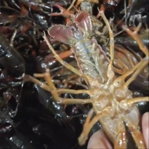 潜江小龙虾批发，规格齐全，常年稳定供应，物流直达包邮