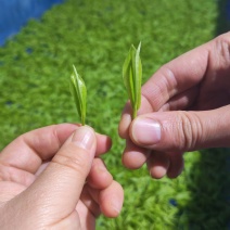 湘西黄金茶（绿茶，红茶）