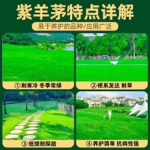 紫羊茅草种子籽耐寒耐践踏草坪种籽牧草种子绿化种籽紫羊茅草