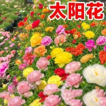 重瓣太阳花种子花种籽子四季播种开花混色阳台花籽易种活盆栽