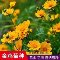 金鸡菊种子多年生宿根花卉易种易活花室外庭院阳台盆栽花种子