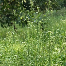 新鲜地米菜