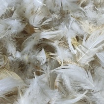 白鸭毛