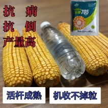 东单705，高抗高产玉米种，大品牌有保障。