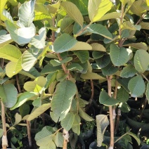 广东汕尾无籽软心（红宝石）番石榴，种植白布袋3年苗