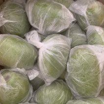 白花酸木瓜套带的