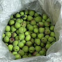 潮汕当季青竹梅