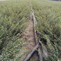 平枝栒子