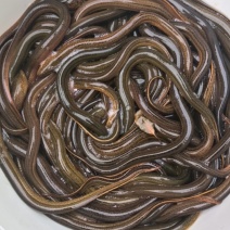 鳝鱼