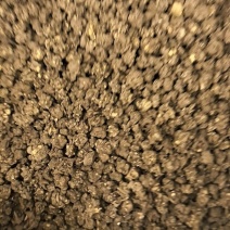 野生猫爪草水洗正宗猫爪草中草药中药材批发零售保质保量