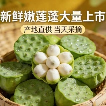 海南新鲜水果莲蓬，基地直供全国各地发货莲蓬莲子