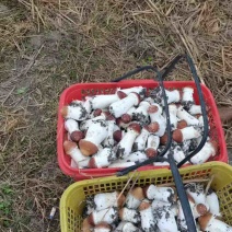 自己种的大球盖菇找不到销路，欢迎老板前来采购