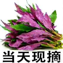 紫背菜血皮菜观音菜颜色正四川基地0.8元特价