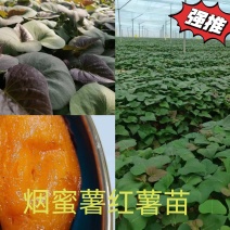 出售脱毒高产红薯苗：烟蜜薯！品种齐全，基地直发，保证品质