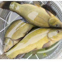 丁桂鱼
