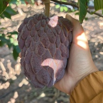 大量红龙释迦枝条出售有需要嫁接呢老板来
