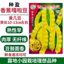 香蕉嘎啦豆黄几豆种子黄香蕉油豆角种子无筋无柴豆鼓面香