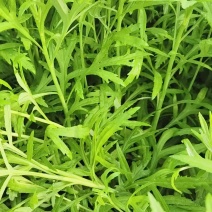 藜蒿