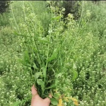 新鲜老荠菜带花带籽带根
