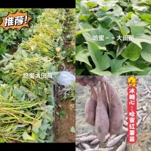 出售脱毒红薯苗：哈蜜！高产纯正！产地直发，保证品质！