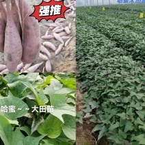出售脱毒哈蜜红薯苗！高产纯正，易储存！基地直发！