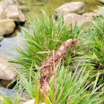 湘西野生石菖蒲种苗联系我电话和微***********