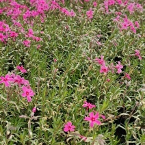 丛生福禄考，花海**，经济实惠