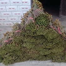 野生新鲜蕨菜