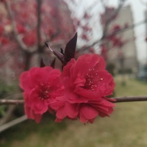 红花碧桃价/红叶碧桃供应基地
