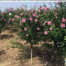 木槿基地/木槿高杆丛生批发供应
