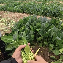 菠菜