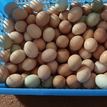 湖南省衡阳市衡阳县土鸡蛋