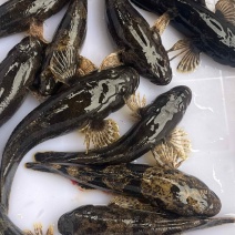 湖南永州生态溪流沙塘鳢鲜活宰杀10斤起批