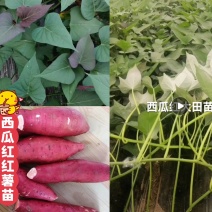 出售脱毒红薯苗：西瓜红！高产.瓜型好，口感纯正.易储存！