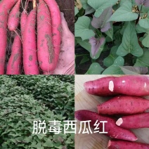 出售脱毒：西瓜红红薯苗！高产纯正，基地直发！