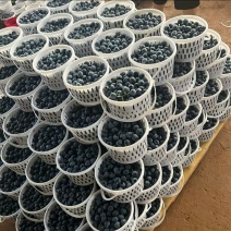 云南蓝莓花香L25马上落季，价格实惠，欢迎咨询订购