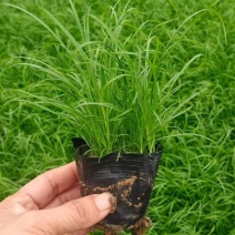 青绿苔草