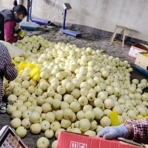 河北冷棚头茬黄金蜜甜瓜大量上市价格优美质量有保证