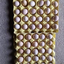 粉壳鸡蛋黄心