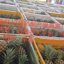 金钻17号