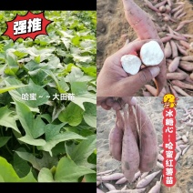出售脱毒哈红薯苗！高产纯正，瓜型好！易储存！