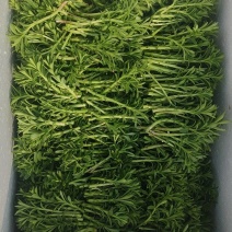 养心菜