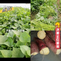 出售脱毒：济薯26红薯苗！高产.瓜型好，口感纯正易储存