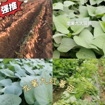 出售脱毒红薯苗：龙薯九！高产.瓜型好，口感纯正.易储存！