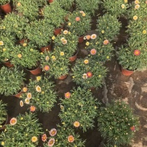 玛格丽特