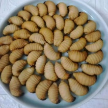 竹笋虫