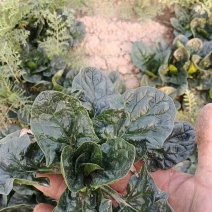 河南趴地菠菜